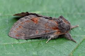 Attēlu rezultāti vaicājumam “Notodonta dromedarius”