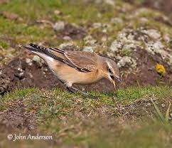 Attēlu rezultāti vaicājumam “Oenanthe oenanthe male”