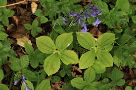 Attēlu rezultāti vaicājumam “Paris quadrifolia flower”