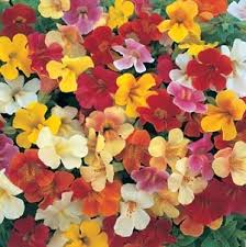Image result for Mimulus x hybrida