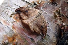 Attēlu rezultāti vaicājumam “Drepana falcataria”