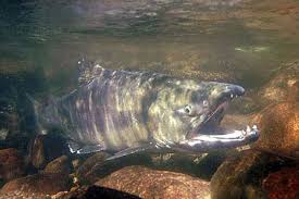 Image result for Oncorhynchus keta