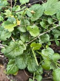 Attēlu rezultāti vaicājumam “Barbarea vulgaris subsp. arcuata”