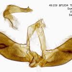 Attēlu rezultāti vaicājumam “Thiodia citrana”