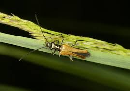 Attēlu rezultāti vaicājumam “Oedemera femorata”