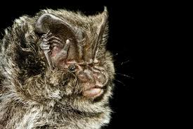 Attēlu rezultāti vaicājumam “Barbastella barbastellus”