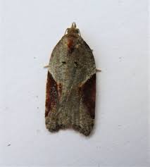 Attēlu rezultāti vaicājumam “Acleris laterana”