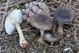 Image result for Melanoleuca rasilis var. pseudoluscina