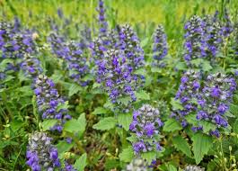 Attēlu rezultāti vaicājumam “Ajuga genevensis”