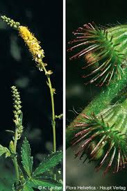Attēlu rezultāti vaicājumam “Agrimonia eupatoria fruit”