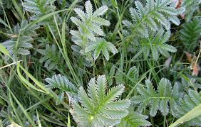 Attēlu rezultāti vaicājumam “Argentina anserina leaf”