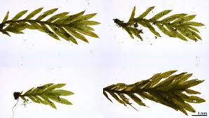 Attēlu rezultāti vaicājumam “Fissidens pusillus sporophyte”