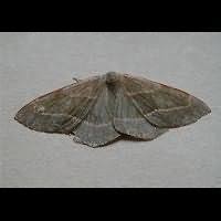 Attēlu rezultāti vaicājumam “Hylaea fasciaria”