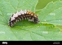 Attēlu rezultāti vaicājumam “Polygonia c-album larva”