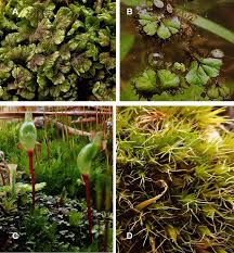 Attēlu rezultāti vaicājumam “Riccia rhenana”