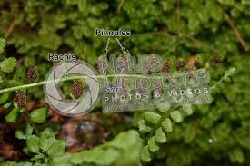 Attēlu rezultāti vaicājumam “Asplenium viride”