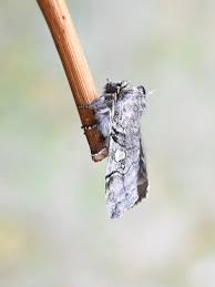 Attēlu rezultāti vaicājumam “Achlya flavicornis”