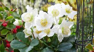 Image result for Christrose