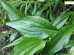 Attēlu rezultāti vaicājumam “Scorzonera humilis leaf”