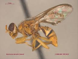 Attēlu rezultāti vaicājumam “Tephritidae”