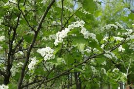 Attēlu rezultāti vaicājumam “Crataegus submollis flower”