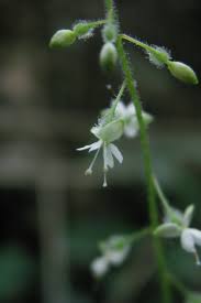 Attēlu rezultāti vaicājumam “Circaea lutetiana bud”