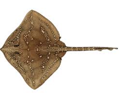 Image result for Raja clavata