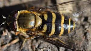 Attēlu rezultāti vaicājumam “Syrphus torvus”