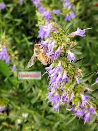 Attēlu rezultāti vaicājumam “Hyssopus officinalis”