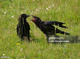 Attēlu rezultāti vaicājumam “Corvus cornix juvenile”