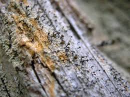 Attēlu rezultāti vaicājumam “Chaenotheca ferruginea”