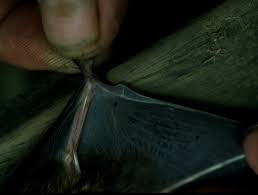 Attēlu rezultāti vaicājumam “Nyctalus noctula”