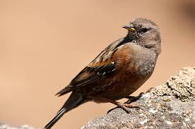 Image result for Prunella collaris