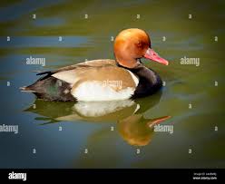 Image result for Netta rufina