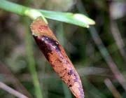 Attēlu rezultāti vaicājumam “Ancylis myrtillana”