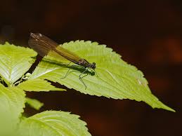 Attēlu rezultāti vaicājumam “Calopteryx virgo female”