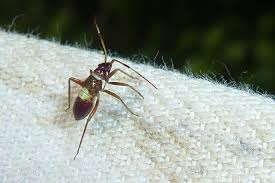 Attēlu rezultāti vaicājumam “Closterotomus biclavatus imago”