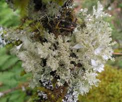 Attēlu rezultāti vaicājumam “Platismatia glauca”