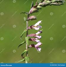 Attēlu rezultāti vaicājumam “Odontites vulgaris”