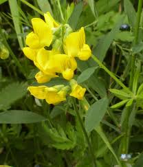 Attēlu rezultāti vaicājumam “Lathyrus pratensis flower”
