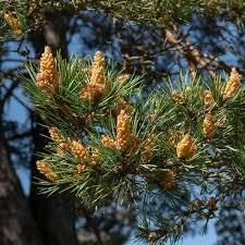 Attēlu rezultāti vaicājumam “Pinus sylvestris fruit”