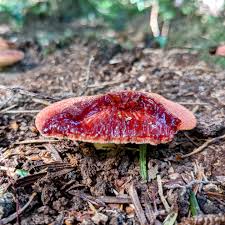 Attēlu rezultāti vaicājumam “Tubifera magna macro”