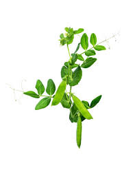 Attēlu rezultāti vaicājumam “Pisum sativum leaf”