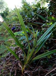 Attēlu rezultāti vaicājumam “Dianema nivale sessile”