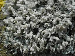 Attēlu rezultāti vaicājumam “Physcia adscendens”