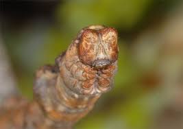 Attēlu rezultāti vaicājumam “Hypomecis roboraria”