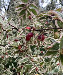 Attēlu rezultāti vaicājumam “Cornus mas”