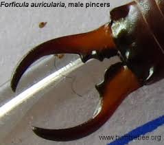 Attēlu rezultāti vaicājumam “Forficula auricularia male”