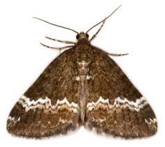 Attēlu rezultāti vaicājumam “Perizoma affinitata”