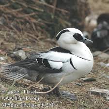 Attēlu rezultāti vaicājumam “Mergus albellus”